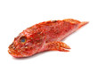 scorfano