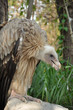 Himalayan Griffon