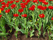 Red tulips