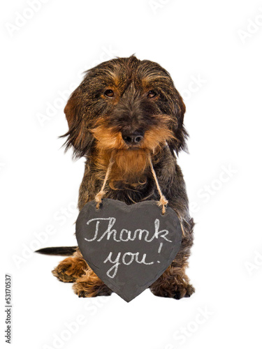 Photo: Dackel mit Schieferherz, Thank you! Dackel mit Schieferherz, Thank you!