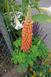 lupine