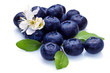 Photo: blue berry and white flower blue berry and white flower