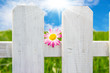 zaun im sommer