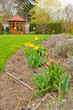 Tulip garden