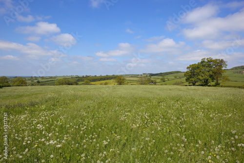 Photo: traditional hay meadow traditional hay meadow