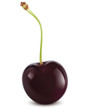 Vector: Cherry. Vector illustration Cherry. Vector illustration