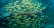 Photo: Underwater in the Florida Keys Underwater in the Florida Keys