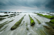 rocks covered on green algae in Barrika beach