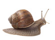 Photo: Land snail Land snail