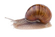 garden snail (Helix pomatia) isolated on white