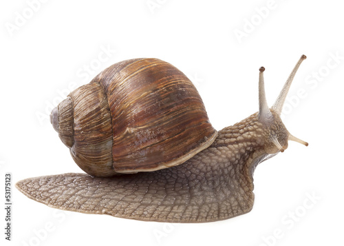 Photo: Land snail Land snail