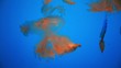 small red jellyfish