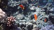Coral and fish in the Red Sea, Egypt