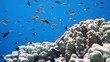 Coral and fish in the Red Sea, Egypt
