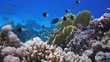 Coral and fish in the Red Sea, Egypt