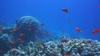 Video: Coral and fish in the Red Sea, Egypt Coral and fish in the Red Sea, Egypt