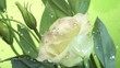 Blossom white flower under raindrops on green background