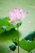 beautiful lotus