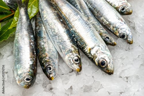 Photo: Fresh sardines on ice. Fresh sardines on ice.