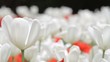 White Tulips in the park. Tripod panning