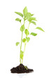 Pepper seedlings isolated on white