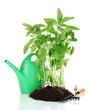 Pepper seedlings with garden tools isolated on white