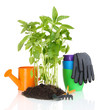 Pepper seedlings with garden tools isolated on white