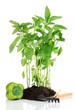 Pepper seedlings with garden tools isolated on white