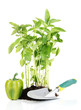 Pepper seedlings with garden tools isolated on white