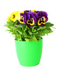 Beautiful pansies flowers isolated on a white