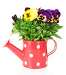 Beautiful pansies flowers isolated on a white
