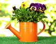 Beautiful pansies flowers on grass on bright background