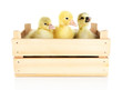 Photo: Little ducklings in wooden box isolated on white Little ducklings in wooden box isolated on white