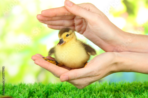 Photo: Hand with cute duckling, on bright background Hand with cute duckling, on bright background