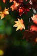 紅葉