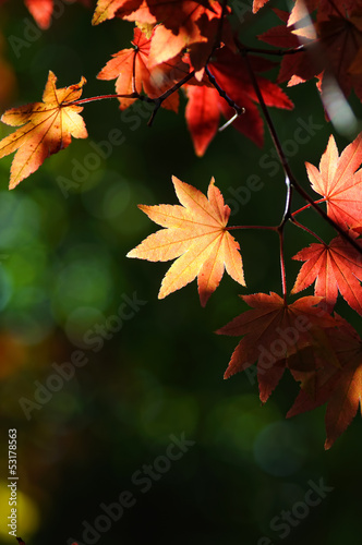 Photo: 紅葉 紅葉