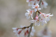サクラの花びら
