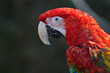アカコンゴウインコ