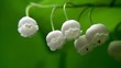 Flowers of  Lily of the Valley