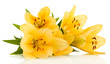 Photo: Beautiful orange lilies, isolated on white Beautiful orange lilies, isolated on white