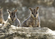 Photo: wild mareeba rock wallabies, mitchell river, Cairns, australia wild mareeba rock wallabies, mitchell river, Cairns, australia