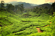 Tea plantations