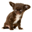 Photo: Chihuahua Chihuahua