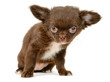 Photo: Chihuahua Chihuahua