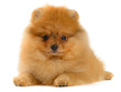 pomeranian puppy