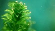 Algae inside aquarium
