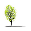 Vector: Young tree green for your design Young tree green for your design