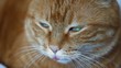 Sleepy red cat.