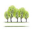 Vector: Green grove with trees for your design Green grove with trees for your design