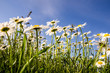 Foto: Einladung zum Entspannen: Margeritenwiese im Frühling Einladung zum Entspannen: Margeritenwiese im Frühling